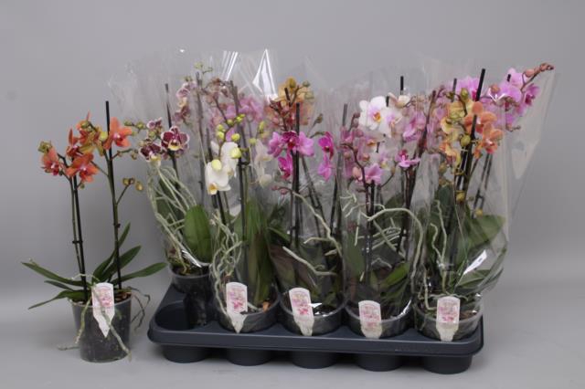 <h4>PHAL MF GEM 7 KL</h4>