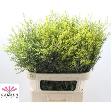 <h4>Cham Un Ofir Knop</h4>