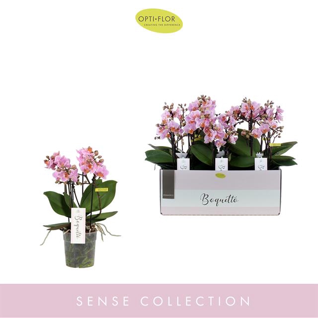PHAL OPTI BOQUETTO ROMANTICO 3-5 SPIKE