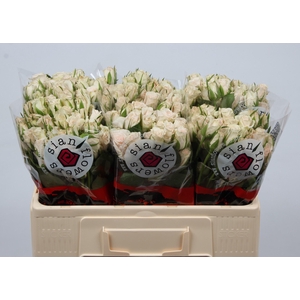 R TR ROYAL PORCELINA