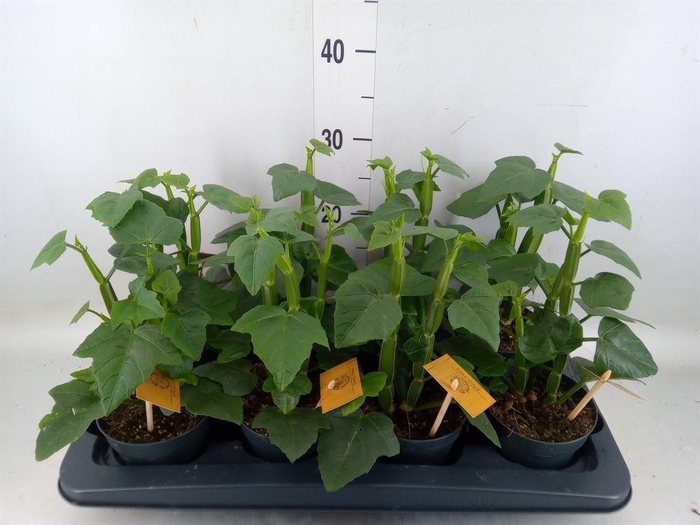 <h4>Cissus   ...</h4>