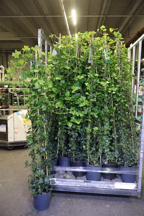 <h4>arr8 Hede Hibernica</h4>