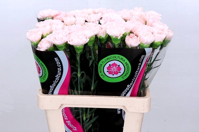 <h4>Dianthus St Signorelli</h4>