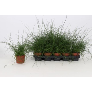 JUNCUS EF LIEBESLOCK