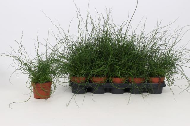 JUNCUS EF LIEBESLOCK