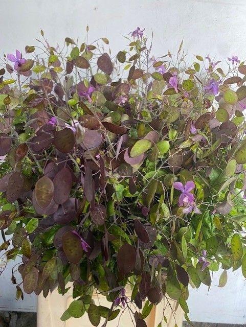 <h4>LUNARIA ANN PAARSE P*</h4>