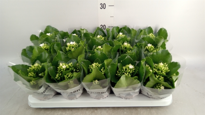 <h4>Kalanchoe  'Sibil'</h4>