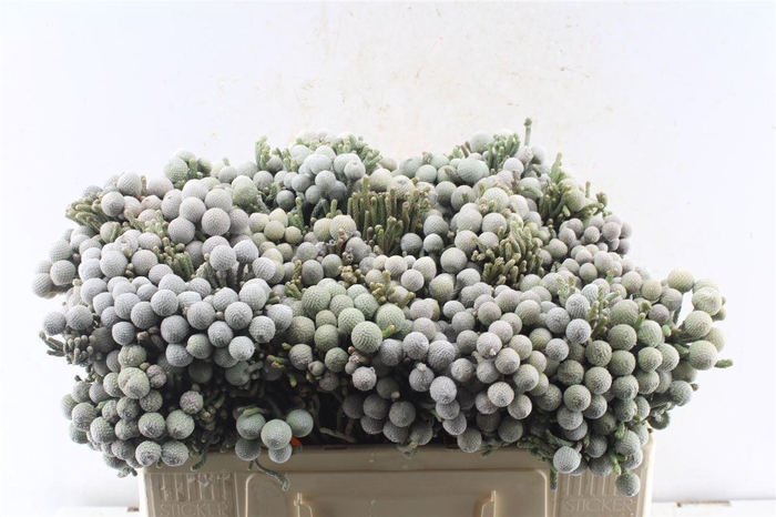 <h4>Kaaps Silver Brunia</h4>