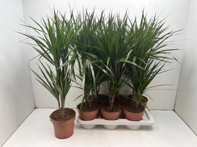 <h4>DRA MARGINATA</h4>