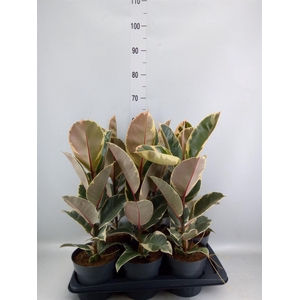 Ficus elastica 'Tineke'