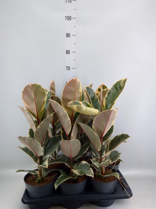 <h4>Ficus elastica 'Tineke'</h4>
