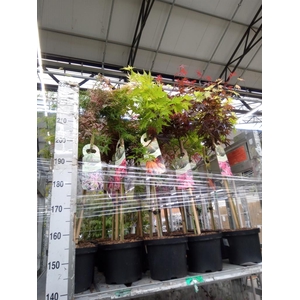 Acer palmatum