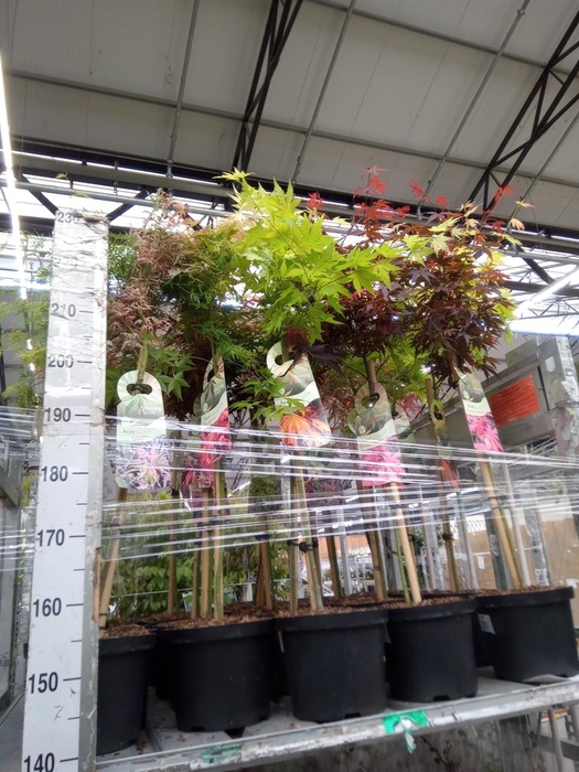 <h4>Acer palmatum</h4>