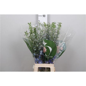 Delph Du Aurora Blue