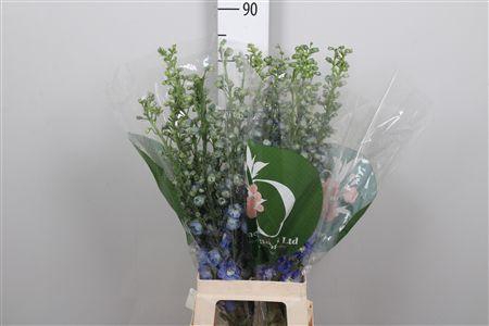 <h4>Delph Du Aurora Blue</h4>