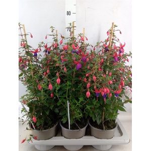 Fuchsia  'Bella Fuchsia Susanna'