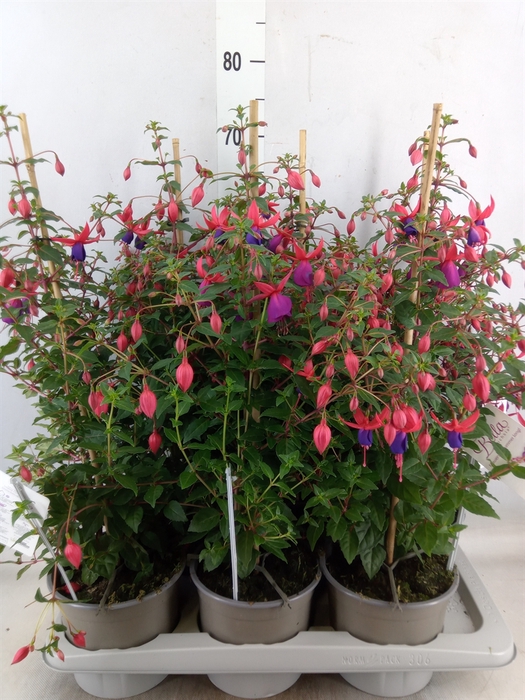 <h4>Fuchsia  'Bella Fuchsia Susanna'</h4>