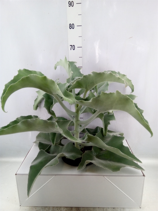 <h4>Kalanchoe NF beharensis</h4>