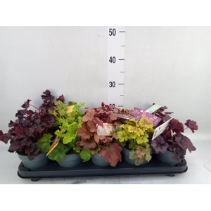 Heuchera  'Indian Summer'   ...mix