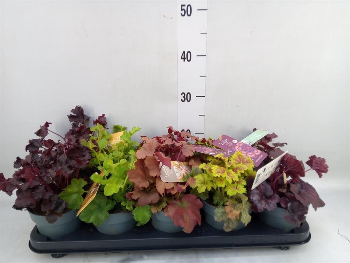 <h4>Heuchera  'Indian Summer'   ...mix</h4>