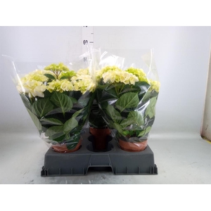 Hydrangea  'Hi Ice'