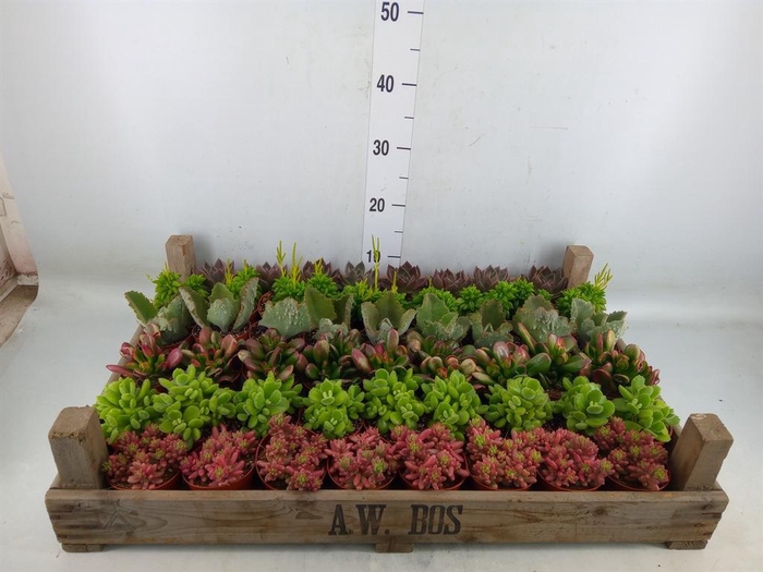 <h4>Succulents   ...</h4>