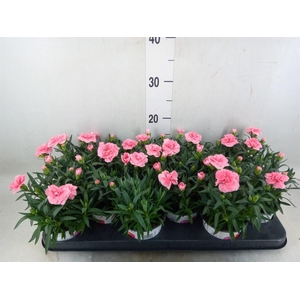Dianthus  'Oscar Pink'