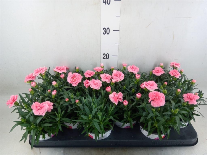 <h4>Dianthus  'Oscar Pink'</h4>
