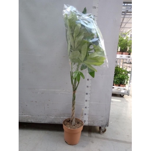 Pachira aquatica
