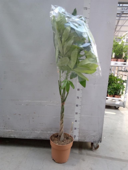 <h4>Pachira aquatica</h4>