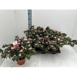 RHODO SI P SACHSENST