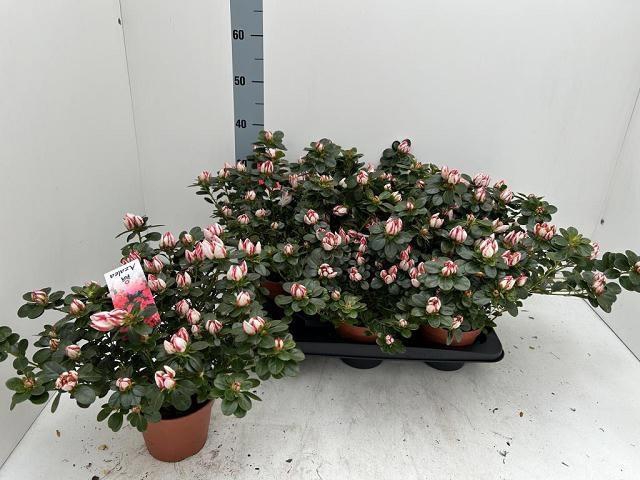 <h4>RHODO SI P SACHSENST</h4>