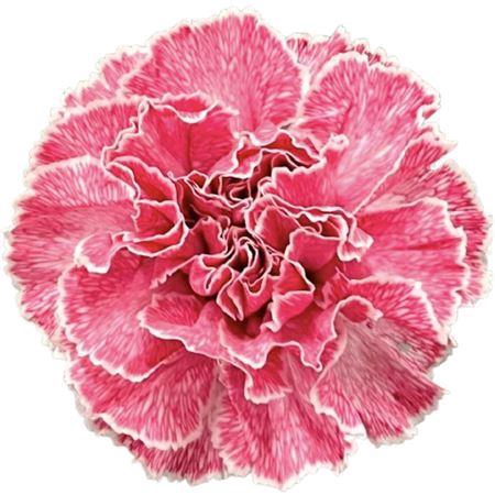 <h4>Di St Molly Lipstick</h4>