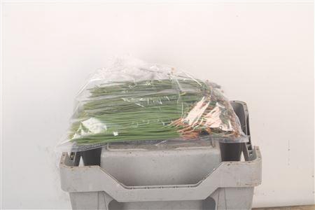 <h4>Pineneedles Bag</h4>