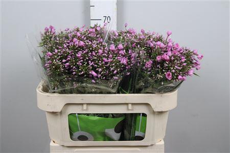 <h4>Phlox P Pink Eyes</h4>