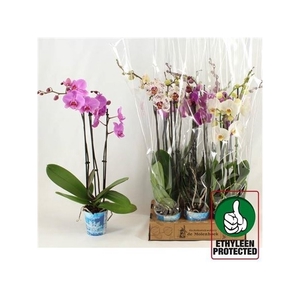 Phal Gem 4 Kl 3 Branches 21+