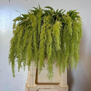 Amaranthus caudatus 'Green Spider'