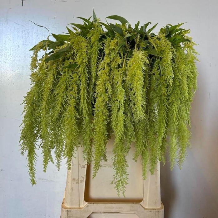 <h4>Amaranthus caudatus 'Green Spider'</h4>