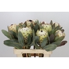Protea Barbigera Ice Queen Air