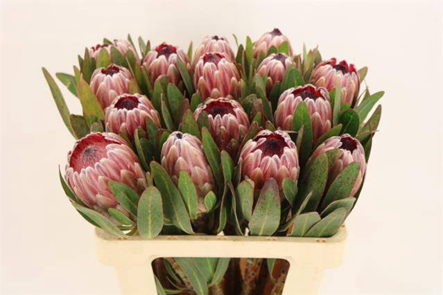 <h4>PROTEA PINK ICE</h4>