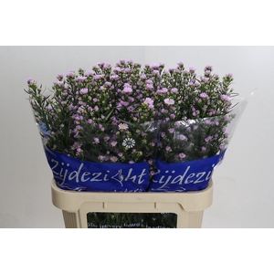 Aster Claudia