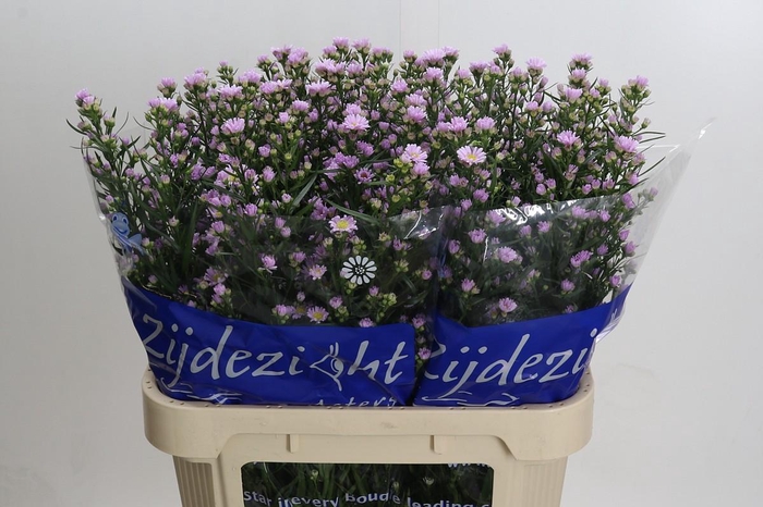 <h4>Aster Claudia</h4>