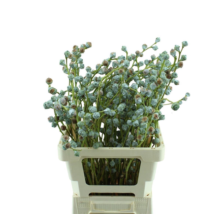 <h4>Eucalyptus Boule</h4>