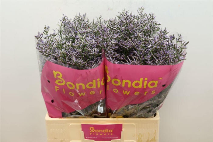 <h4>LIM OV SKYLIGHT</h4>