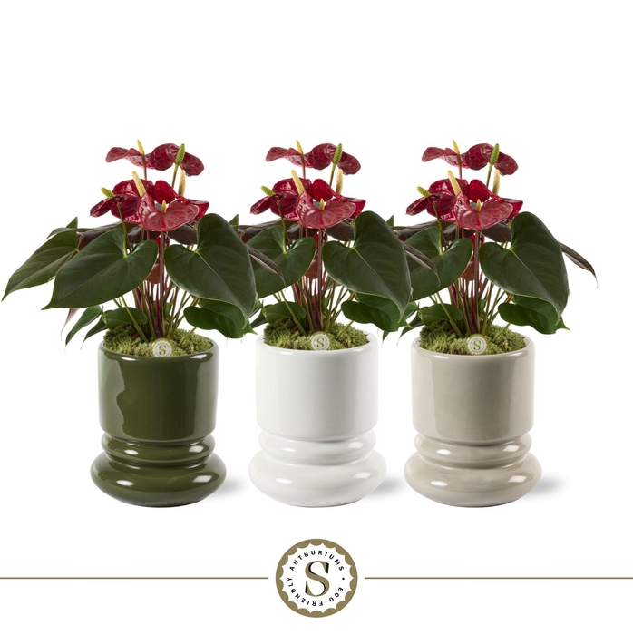 <h4>Geneve Keramiek Coral</h4>