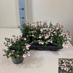 DIAS F C UPR APPLEBL