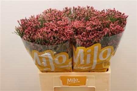 <h4>Lim Sin Max Diamond</h4>