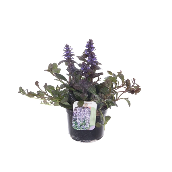 Ajuga reptans Chocolate Chips