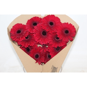 GERBERA CHIANTI < 050 CM > 10 CM DIAM