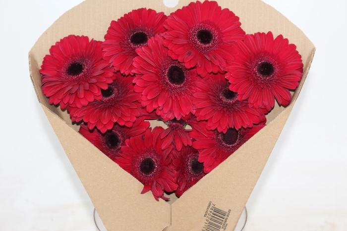 <h4>GERBERA CHIANTI < 050 CM > 10 CM DIAM</h4>